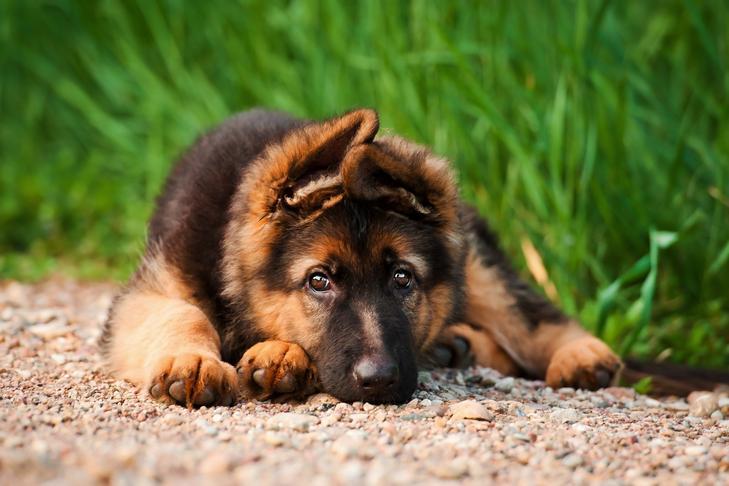 How to Train German Shepherd Puppies